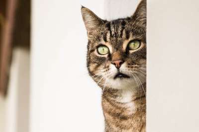猫 动物 猫头 猫看 胡同猫 猫科动物