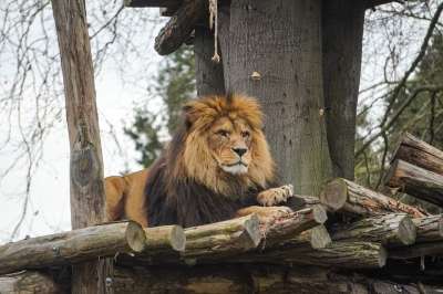 狮子 动物园 海德堡动物园 动物 捕食者 男性 大猫 危险的