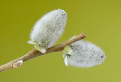 花朵 植物 草地 山羊柳 猫柳 大蜡黄 柳 Caprea 杨柳科