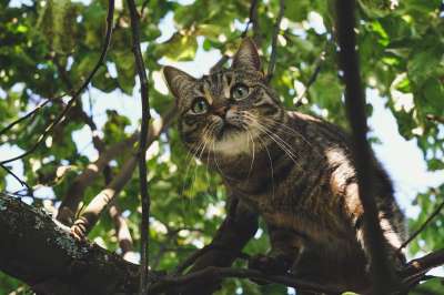 猫 户外的 虎斑猫 自然 草 户外 肖像 小猫 基蒂 老虎