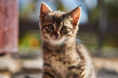 猫 小猫 基蒂 宠物 动物 可爱的