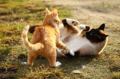 猫 暹罗 品种猫 宿醉 猫宝宝 小猫 战斗 游戏 红虎斑 猫眼