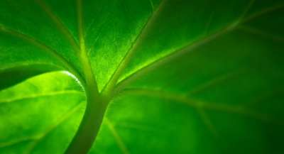 叶子 大自然 绿色 阔叶 抽象 植物 草叶 联盟的州 春天
