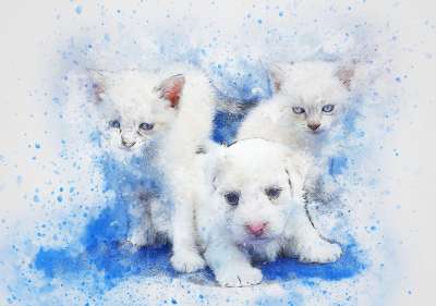 狗 猫 宠物 艺术 抽象 水彩 优质的 动物 丰富多彩的 感情