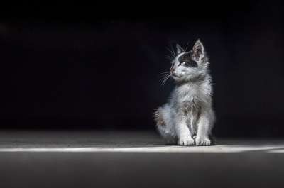 猫 可爱的 动物 国内的 可爱猫咪 甜的 肖像 朋友 黑色的