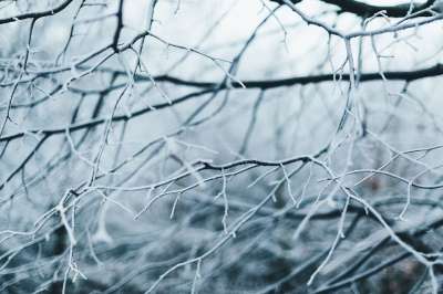 分行 树木 寒冷的 霜 户外 雪 冬天 下雪的 秃树 树枝