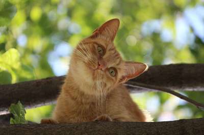 猫 动物 宠物 猫眼