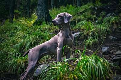 犬只 狗 宠物 雄伟 灰色的 品种 纯种 谱系 森林 树木