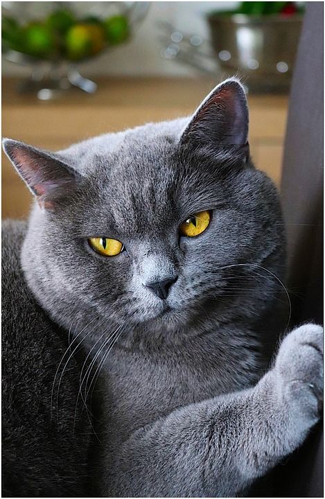 猫 看法 猫眼 眼睛 细心 手表 英国短毛猫 毛皮 正念