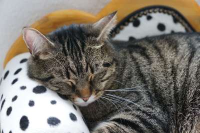 猫 老虎 Tigerle 大猫 动物 捕食者 危险的 美丽的 头
