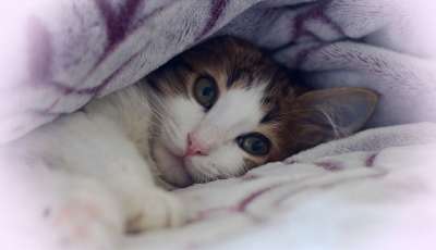 虎斑猫 猫 舒适 特写 肖像 睡觉 睡眠 猫科动物 动物 宠物