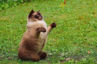 猫 英国短毛猫 玩 纯种 亲爱的 毛皮 棕色的 浅褐色的 可爱的