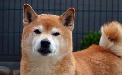 狗 狗的头 肖像 芝 可爱的 浅褐色 毛皮 动物 家畜 家犬