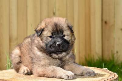 狗 狗Eurasier 年轻的小狗 年轻的狗 伴侣 小狗 动物