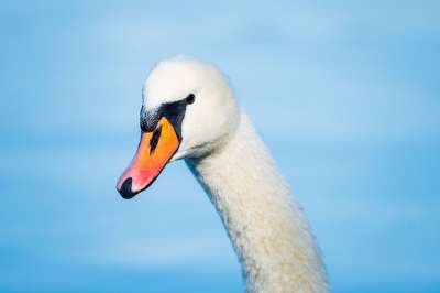 天鹅 鸟 喙 Bill 羽毛 头 脖子 Schwimmvogel