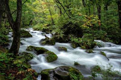 山间溪流 森林 岩石 苔藓 水的流动 初秋 有天赋的人 东北地区