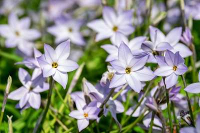 Starflower 花 蓝色的 紫色的
