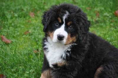 伯恩山犬 狗 大狗 动物 绿色 自然 家庭