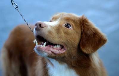 Dogshow 狗 狗-摄影 脸 肖像 猎犬 红色 白色的 好的