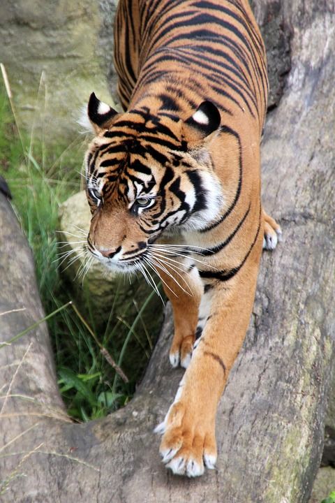 老虎 荒野 野生动物 捕食者 自然 野猫 食肉动物 动物 猫
