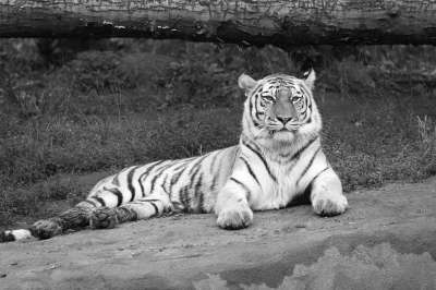 老虎 Amurtiger 西伯利亚虎 大猫 猫 动物园 食肉动物