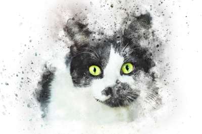 猫 宠物 艺术 抽象 水彩 优质的 基蒂 艺术的 动物 设计