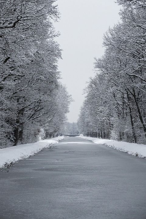 冬天 雪 冰淇淋 自然 冬季景观 寒冷的 冻结 树木