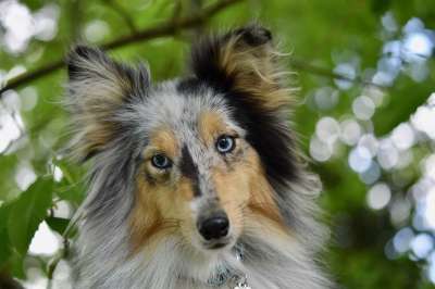 母狗 狗 设得兰群岛牧羊犬 设得兰群岛牧羊犬蓝色的梅尔 婊子的贵族