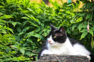猫咪 动物 宠物 捕食者 猫 毛皮 老虎 眼睛 危险的 肖像