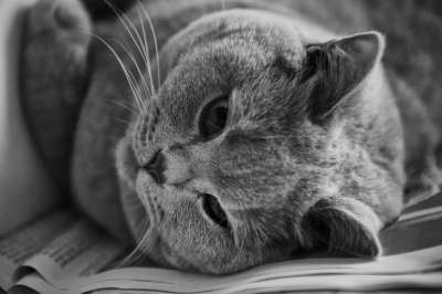 猫 英国短毛猫 纯种 英国 手表 猫眼 可爱的 黑和白 紫丁香