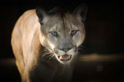 彪马 眼睛 关 凶猛的 猫科动物 美洲狮 黑眼圈 黑闭
