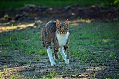 猫 鲭鱼 虎猫 小猫 家猫 跑步 打猎 家畜