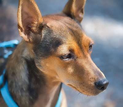 狗 国内动物 宠物 犬类 动物 野生动物