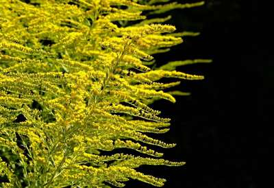黄花 黄金和钻石 草本植物 植物群 植物品种 蜜蜂友好 自然 公园