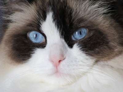猫 布娃娃 看 蓝色的