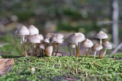 蘑菇 菌 真菌学 森林地面 野生蘑菇 自然 秋天 落下 森林
