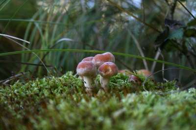 蘑菇 菌 真菌学 苔藓 森林地面 野生蘑菇 自然 秋天 落下