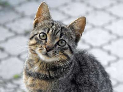 猫 男性 这个动物 肖像