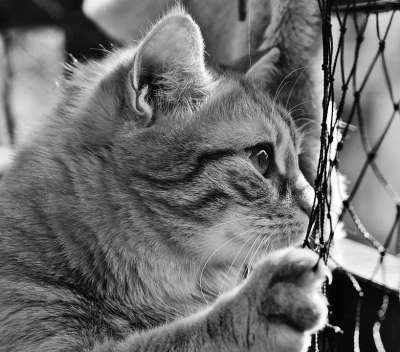 猫 宿醉 黑和白 可爱的 鲭鱼 老虎 舒适 动物 家猫 毛皮