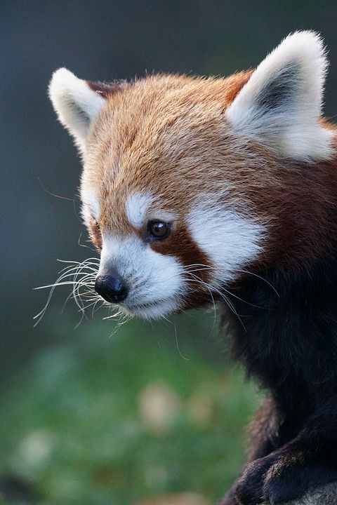 小熊猫 猫熊 可爱的 野生动物 关闭 小白兔