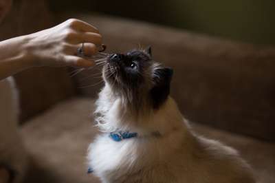 长椅 猫 动物 宠物 吃 手 棕色的饮食 棕色沙发上