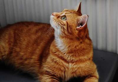 猫 宿醉 红色的 可爱的 鲭鱼 老虎 舒适 动物 家猫 毛皮