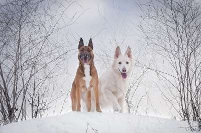 冬天 雪 冷 狗 犬 白色的牧羊人 搜爆 性质