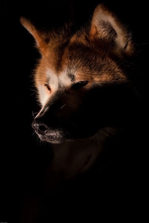 狗 秋田犬 狐狸 黑暗