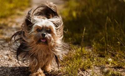 动物 狗 朋友 哺乳动物 犬类 吉娃娃 混种狗 博隆卡 国内动物