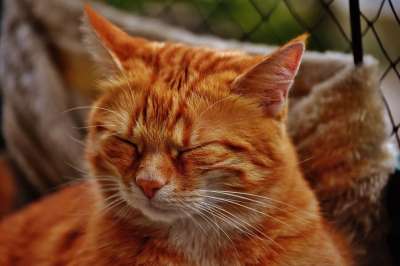 猫 宿醉 红色的 可爱的 鲭鱼 老虎 舒适 动物 家猫 毛皮