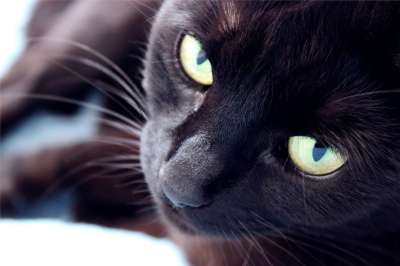 猫 国内的 黑色的 动物 宠物 可爱的 猫的眼睛 眼睛 肖像