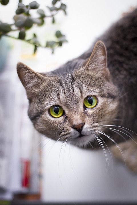 猫 宠物 灰色的 小猫 动物