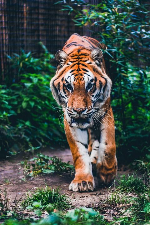 老虎 猫 猫科动物 野生猫 大猫 捕食者 西伯利亚 猎人