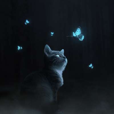 猫 蝴蝶 幻想 森林 夜晚 晚上 黑暗的 昆虫 点亮 多雾路段